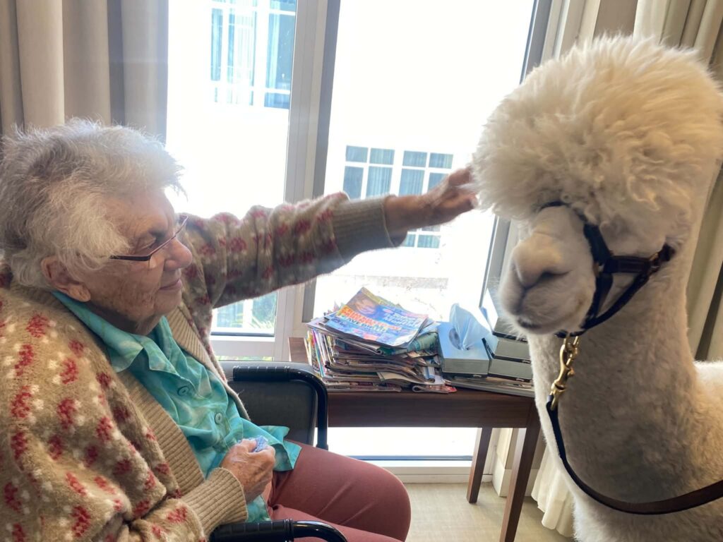 Hephner the alpaca brings joy to Anglican Care sites 